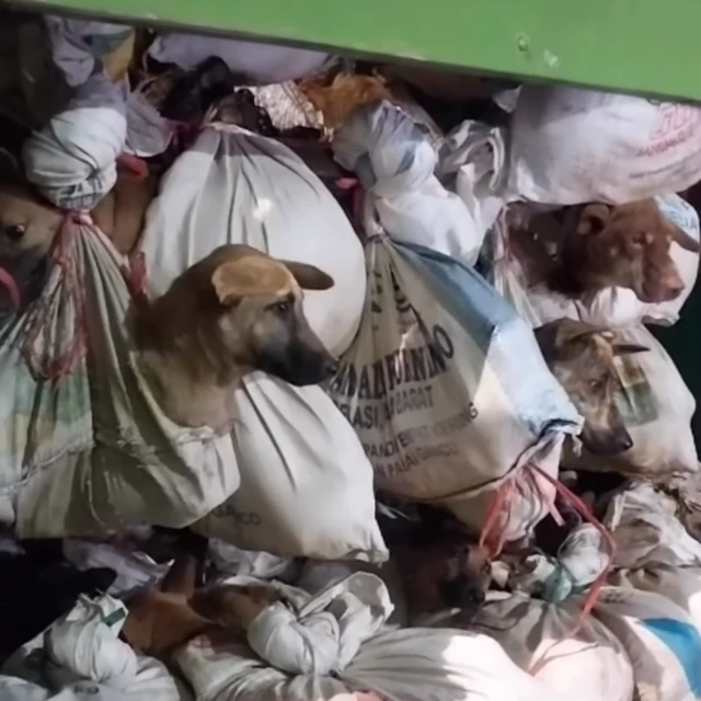ratusan anjing