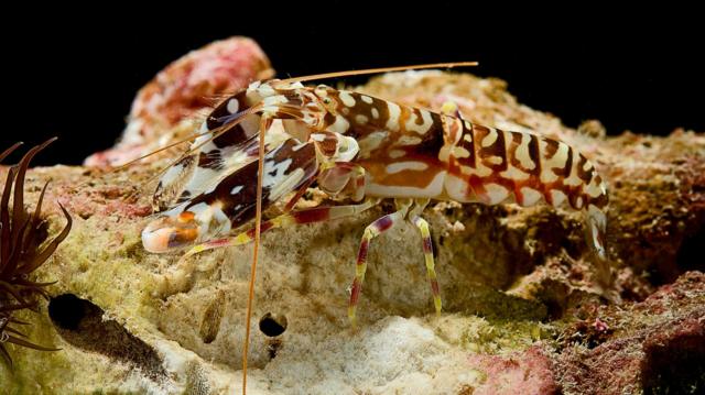 டேனியோனெல்லா செரிப்ரம்