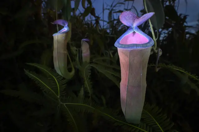 一株捕蟲瓶草在紫色與粉色的光影中閃耀(攝影:Chien Lee)