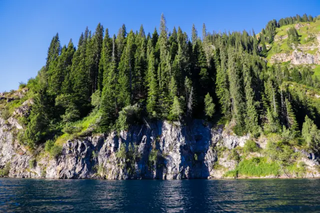 Корукта жаңгак, арча, карагайлар да өсөт.