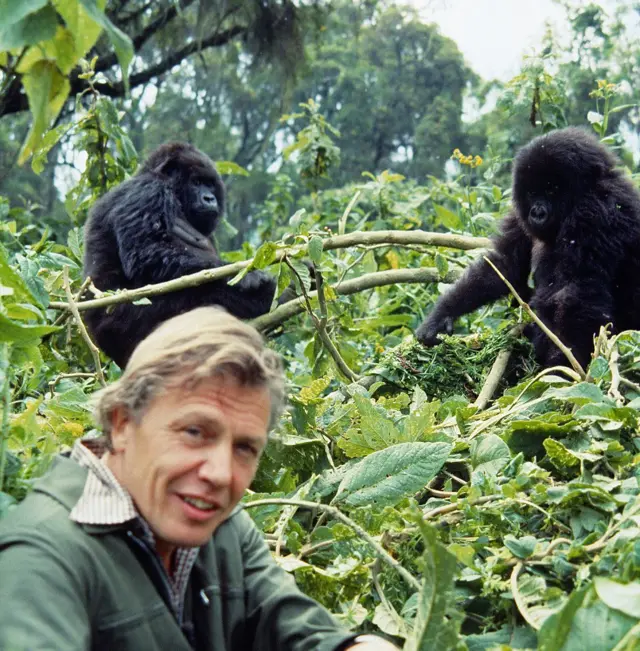 Foto de Attenborough en primer plano con dos gorilas atrás.