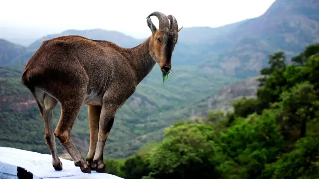 நீலகிரி வரையாடு திட்டம்