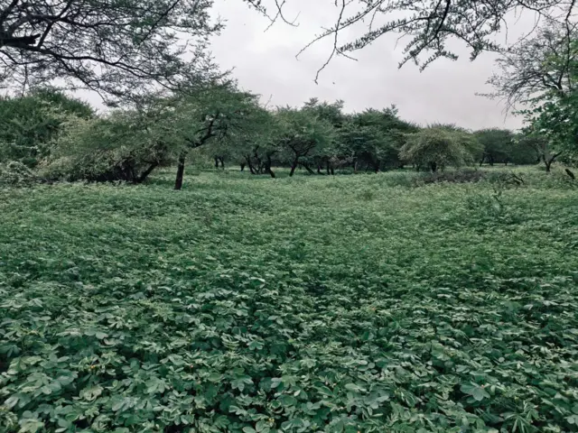 દેશી કુવાડીયો નુકસાનકારક કેમ, વિદેશી પ્રજાતિ કુંવાડિયાને કેવી રીતે કાઢવો, રાજકોટ અને ગીરનાર સૌરાષ્ટ્રમાં ખેડૂતો પશુપાલકો અને માલધારીઓમાં ચિંતા, Senna tora Senna uniflora, બીબીસી ગુજરાતી કૃષિ સમાચાર