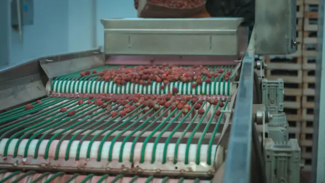 Дыйкандардын чет элдики эмес, өзүбүздүн сорт менен рынокту алуу пландары бар