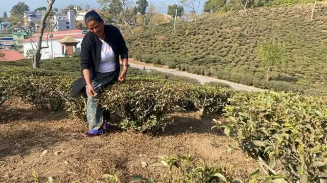 चिया किसान महिला चिया बगानमा