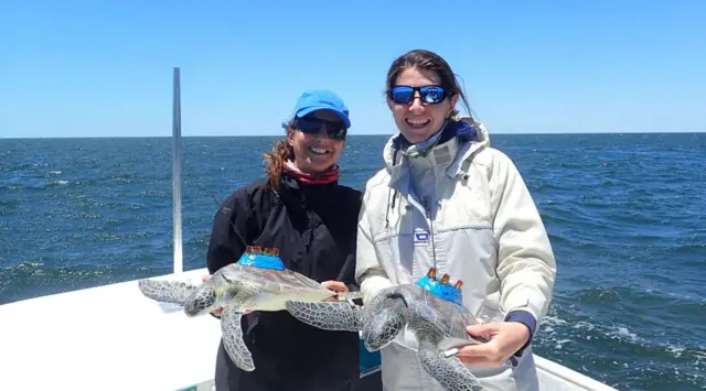 연구원 마리아나 푸엔테스와 시모나 세리아니가 등에 위성 태그를 붙인 푸른바다거북을 들고 있다 