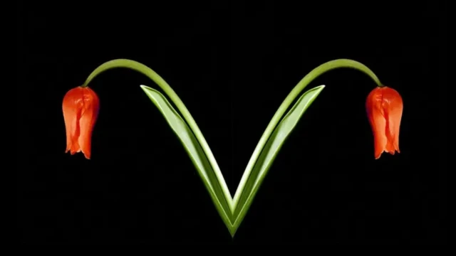 два похилені тюльпани на чорному тлі - вони схожі за вигнутістю на два яєчники