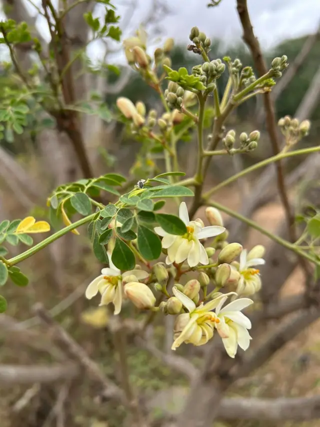 Witcher filmidagi sukkubusli jinsiy aloqa Kim 5 dosti bilan jinsiy aloqa qilish