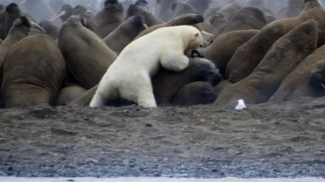 
Um urso polar ataca uma colônia de morsas, mordendo o pescoço de uma delas – uma fêmea que está protegendo seu filhote.