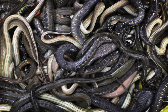Snakes
