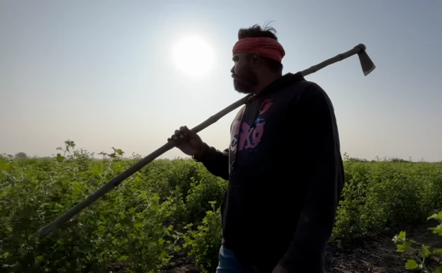 ઘૂડખર, જંગલી ગધેડાં, ગુજરાત, કચ્છનું રણ, અગરિયાઓ, સહજીવન, બીબીસી ગુજરાતી 