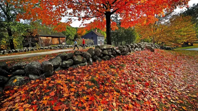 Різнокольорове червоне та жовте листя вкриває землю