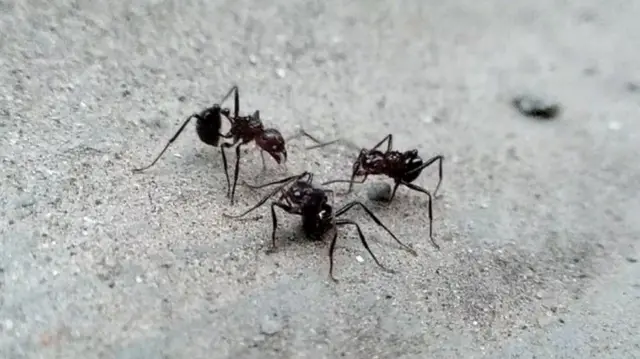 எறும்புகள் தமது ஆன்டனா மூலம் பேசிக்கொள்வது எப்படி? அவற்றின் மொழி என்ன?