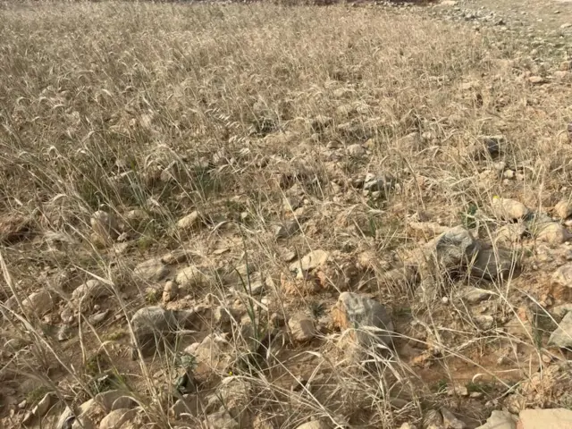 ብሕፅረት ዝናብ ቂሂሙ ዝተረፈ ግራት