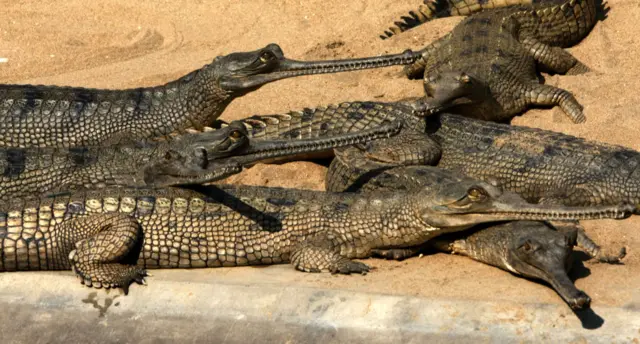 चितवनमा घडियाल गोही