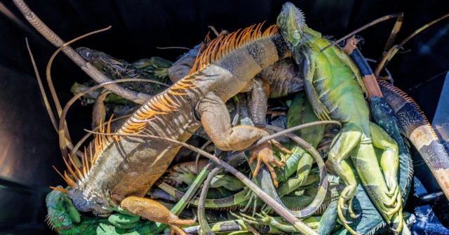 Un grupo de iguanas paralizadas por el frío inerte en un recipiente. 