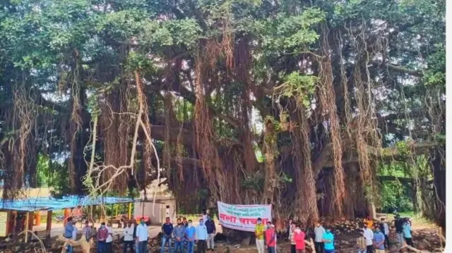सांगलीतील कोसळलेला ऐतिहासिक 500 मीटर विस्ताराचा वटवृक्ष कसा वाचवता येईल?