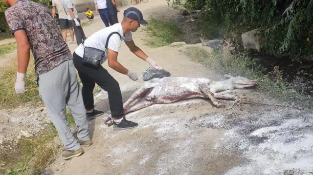 Өзүнө кол салган эшек