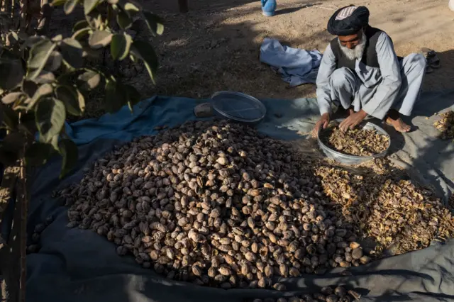 یک کشاورز در قندهار