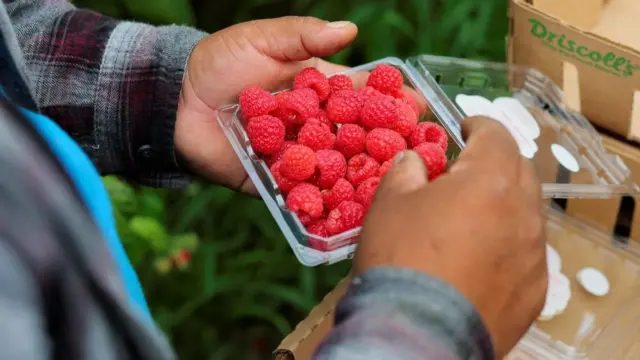क्यानडाको एउटा कृषि फार्ममा काम गर्दै कामदार 