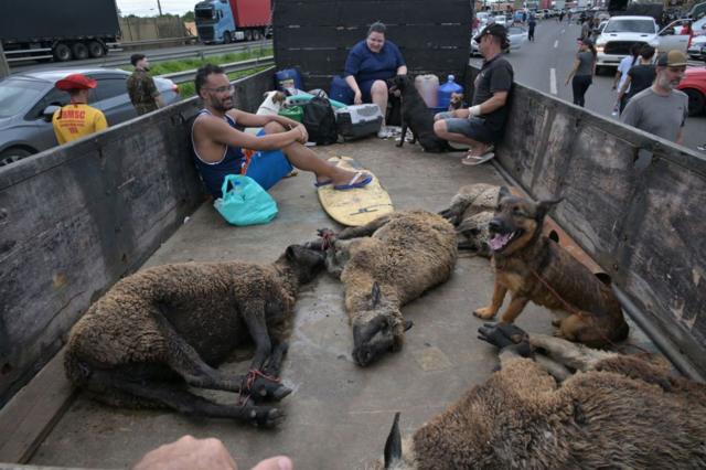 Animais resgatados na parte de trs de caminho