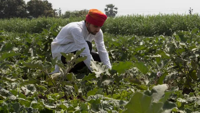 ટૂંકા શિયાળાને કારણે ખેતીને નુકસાન લાંબા ઉનાળાને કારણે વેપારને નુકસાન, હાફૂસ કેરી અને ઘઉંનું ઉત્પાદન ઘટવાની શક્યતા, લોકોના ધંધારોજગારને અસર, બીબીસી ગુજરાતી, બીબીસી ન્યૂઝ ગુજરાતી 