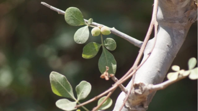 ગુજરાત, લુપ્ત થયેલાં દસ વૃક્ષો-છોડ, જંગલ, વનસ્પતિ