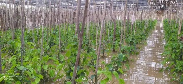 ရေမြုပ်လို့ ပျက်စီးသွားတဲ့ ကွမ်းခြံ