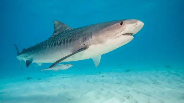 тигрова акула