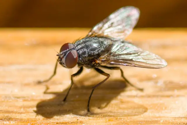 માખીઓથી બચવા માટે ઘરની આસપાસનો વિસ્તાર સ્વચ્છ રાખવો જોઈએ