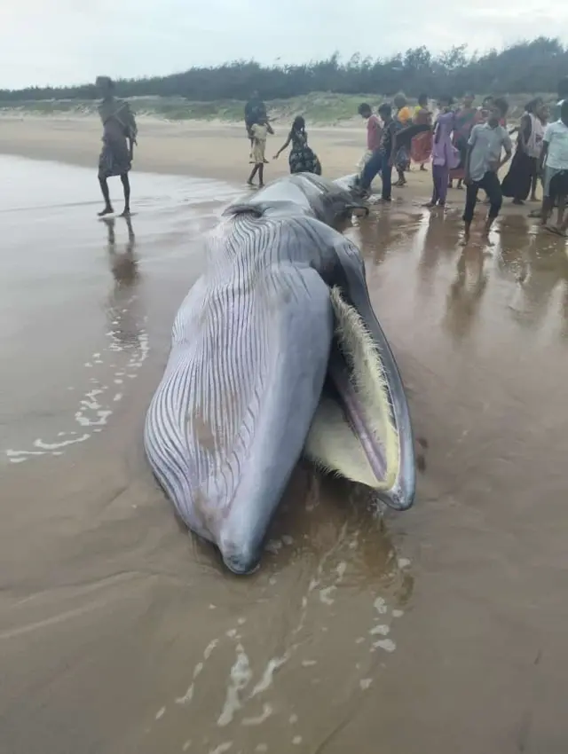 నీలి తిమింగలం