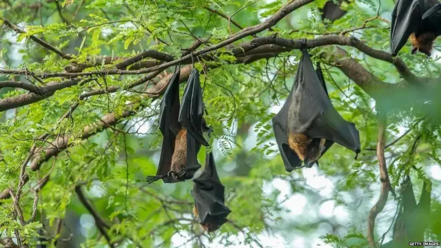 चमगादड़