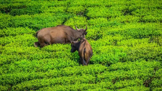 காட்டெருது