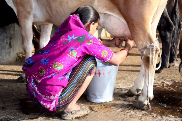 બીબીસી ગુજરાતી, ગુજરાત, બીબીસી, દૂધ ઉત્પાદન, ડેરી ઉદ્યોગ, દૂધમાં ભાવફેર, સાબરકાંઠા, બનાસકાંઠા, અમૂલ