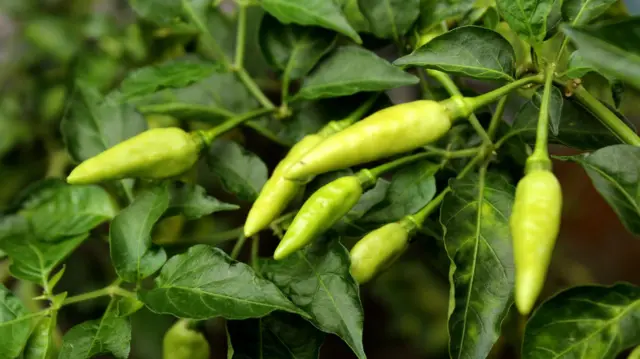 మిరప కాయ