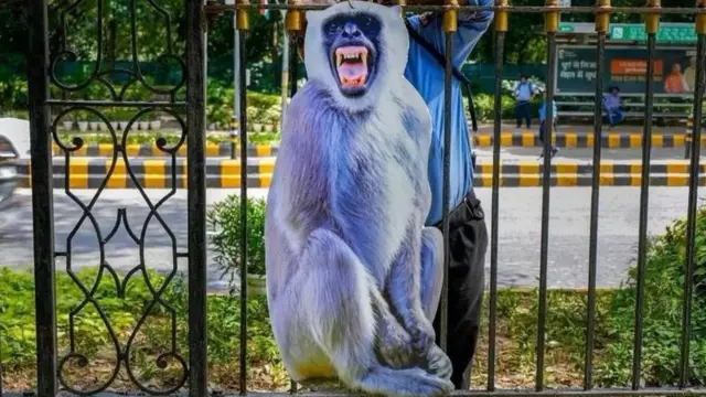 குரங்கு பதாகை வைக்கும் அரசு; என்ன பிரச்னை?