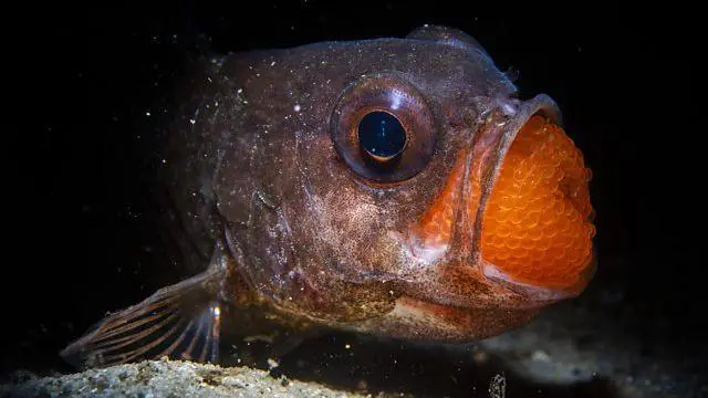 Peixe macho chocando ovos na boca.
