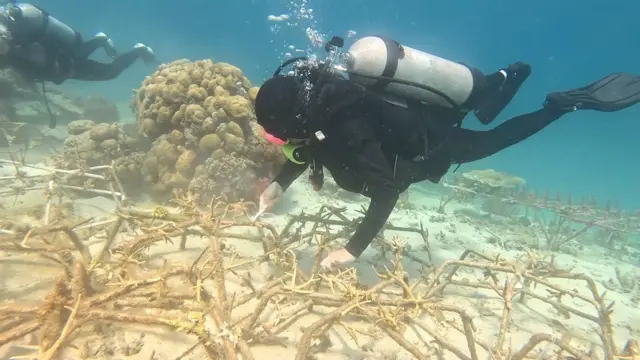 Penyelam perempuan membersihkan substrat karang di dasar laut.
