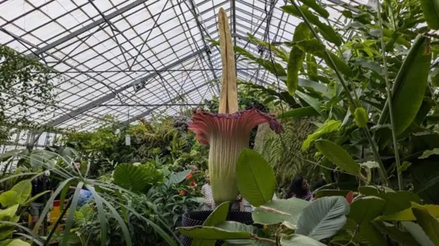 આ પ્રચંડ, દુર્ગંધયુક્ત, અનન્ય છોડ સદીઓથી લોકોના કલ્પનાજગત પર છવાયેલો છે અને સદીઓથી અજાયબી બની રહ્યો છે