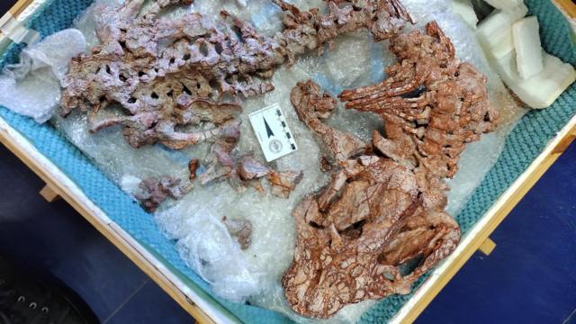 Esqueleto do Santacruzadon, encontradosites de aposta gratisSanta Cruz