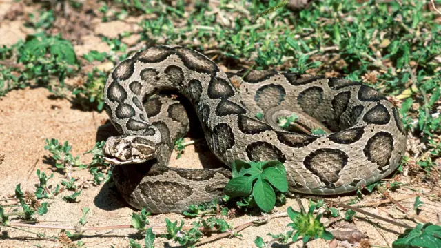 রাসেলস ভাইপার
