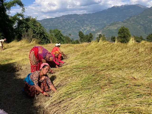 धान काटिँदै