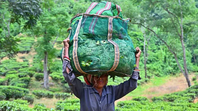 चाय बागान 