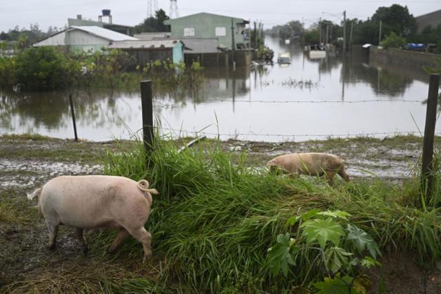 Porcos em rea inundada