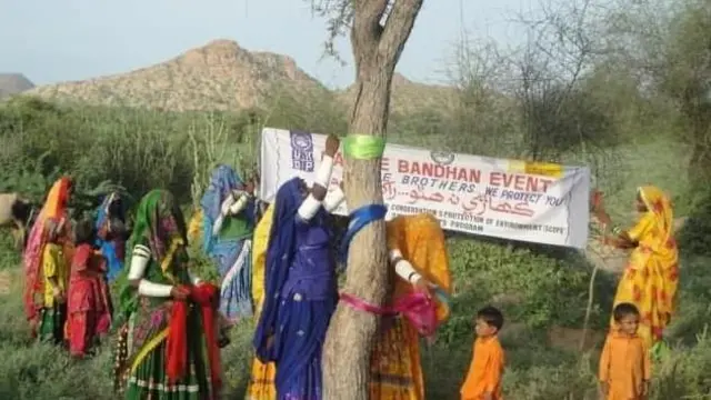 પાકિસ્તાન મહિલા, રાખડી, વૃક્ષ