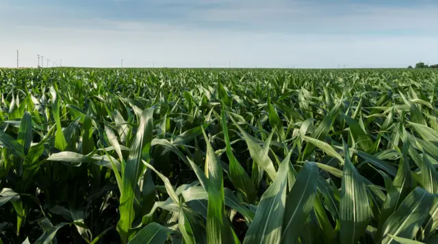 அமெரிக்கா: 100 ஏக்கர் தோட்டத்திற்குள் தன்னந்தனியாக தவித்த 3 வயது குழந்தை