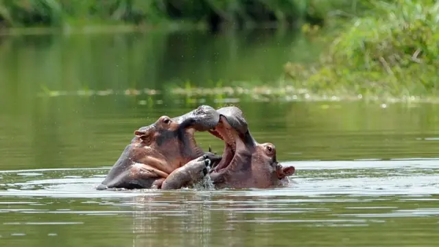 Dis hippos na descendants of si originals wey Escobar import to im hacienda