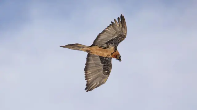 Птах у польоті на тлі хмарного неба