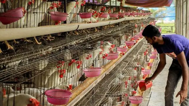 মুরগির ফিডের ওপরে এর পুষ্টিগুণ নির্ভর করে।