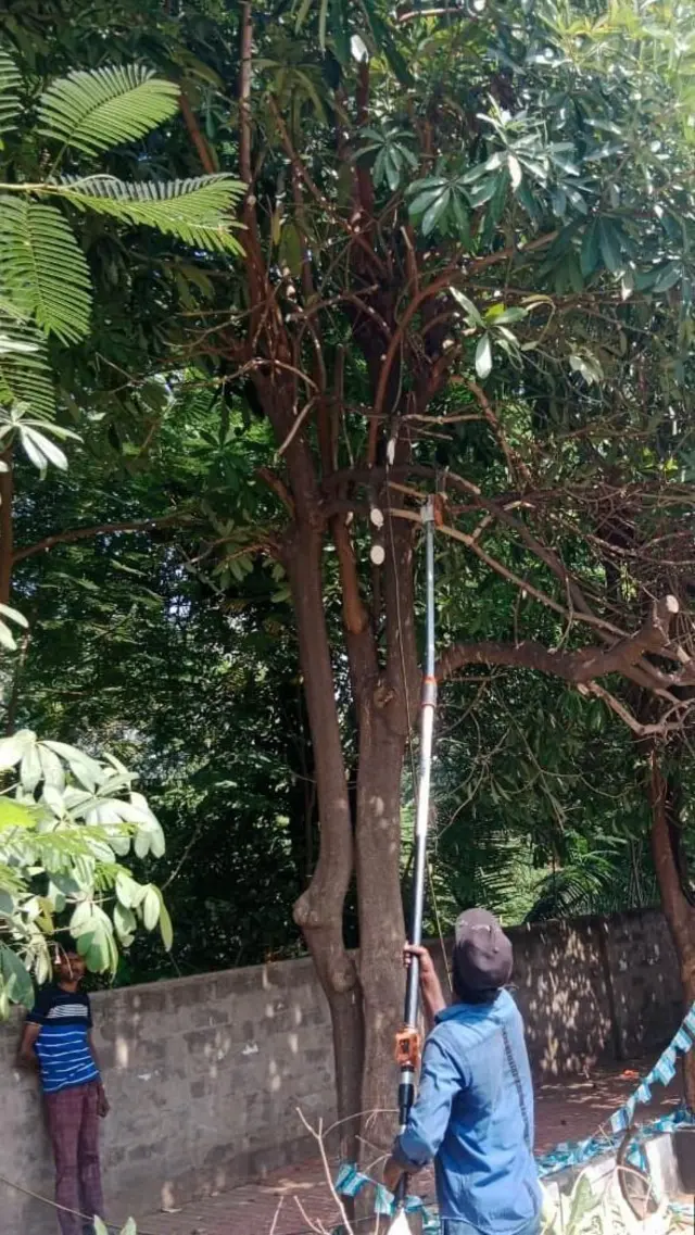 ભૂતિયાં ઝાડ